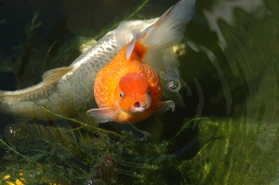 Lil' Fat Fat - Bubbles