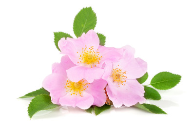 蔷薇花瓣，叶子孤立在白色背景上