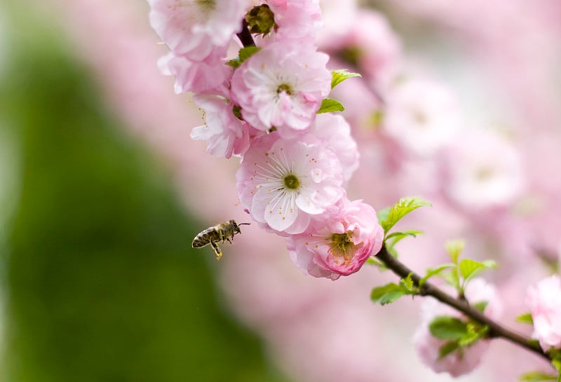 蜜蜂飞向日本樱桃的粉红色花朵