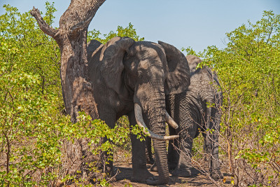 非洲象Loxodonta africa 13622
