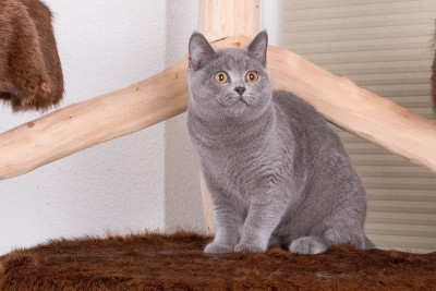 一只漂亮的灰色猫正坐在抓挠杆上