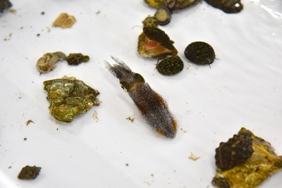 Bigfin礁鱿鱼