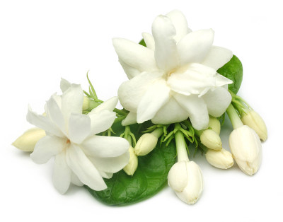 茉莉花带叶