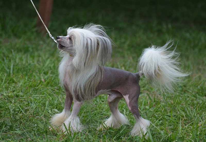 小中国冠毛犬