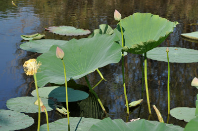 莲花