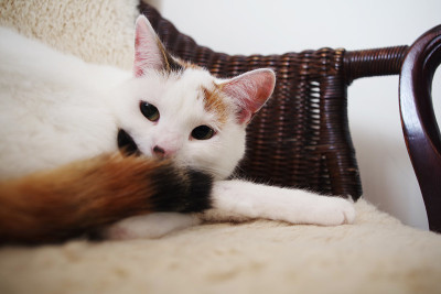 土耳其凡猫