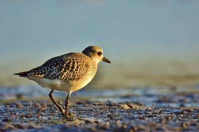 灰鸻(Pluvialis squatarola)在岸上(冬季羽毛)