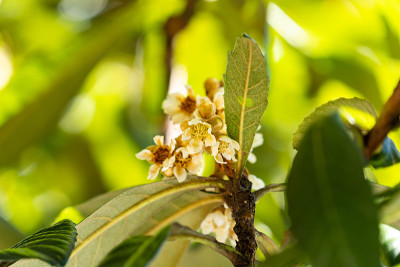 日本枇杷的芽