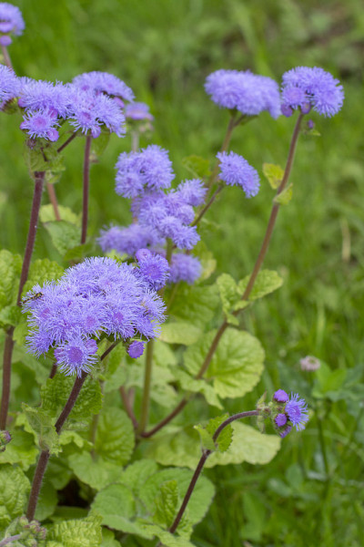 蓝貂也墨西哥画笔-藿香。紫色花，花瓣松软薄，装饰花坛