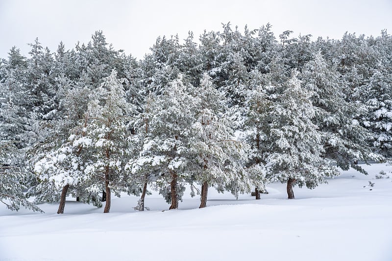 白雪皑皑的松树林