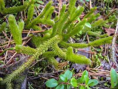 石松属植物