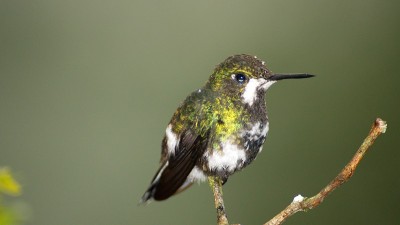 绿色thorntail蜂鸟