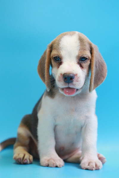2个月的小猎犬小狗坐下来，看着蓝屏上的摄像机