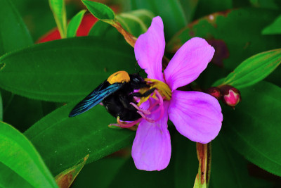 黄蜂与花