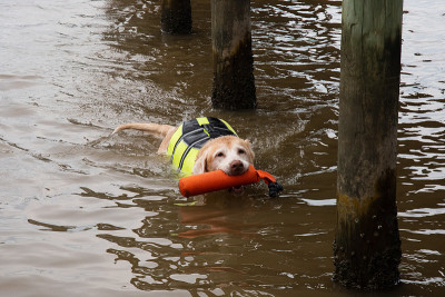 Senior Yellow Labrador Retriever jumps into the wa