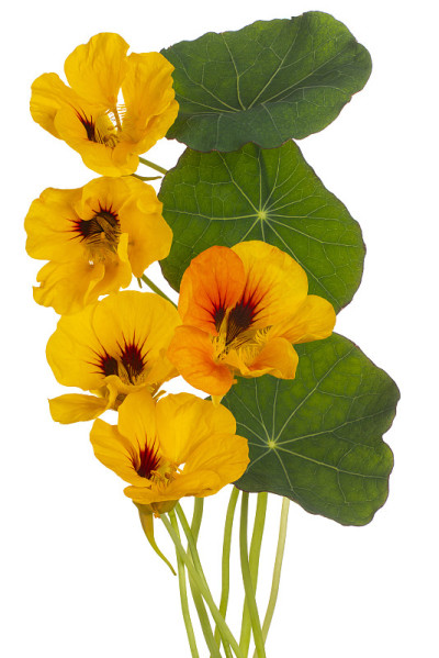 花孤立