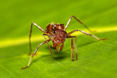 Paraponera clavata被称为子弹蚁Tortuguero Cerro，哥斯达黎加