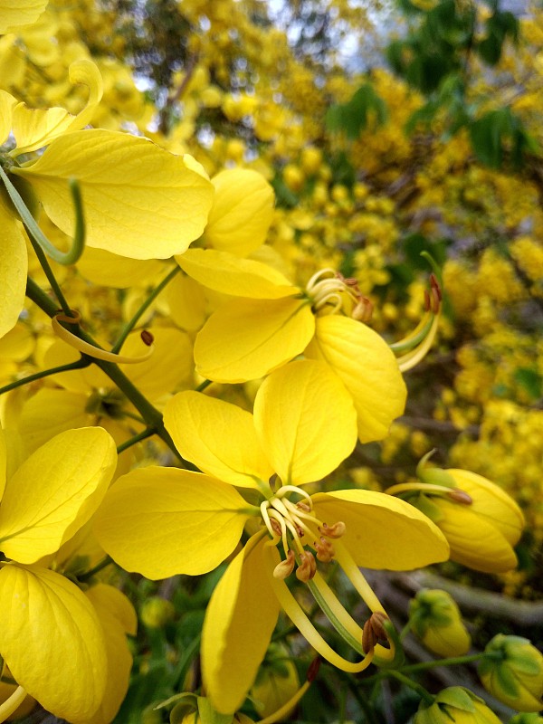 黄花情缘