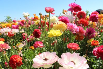 田野里美丽的夏日鲜花