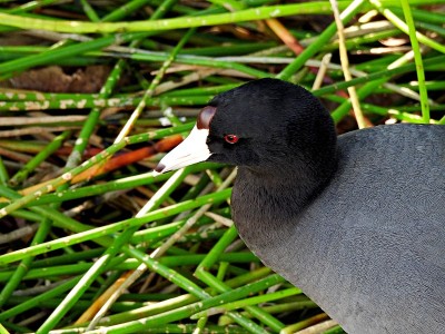 美国傻瓜(Fulica Americana)肖像