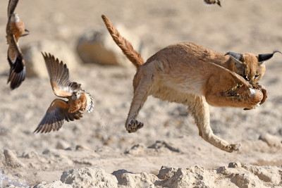 狞猫和Sandgrouse