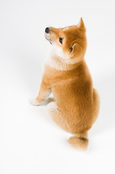 爱子