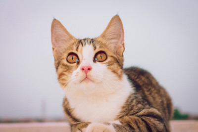 娜拉猫