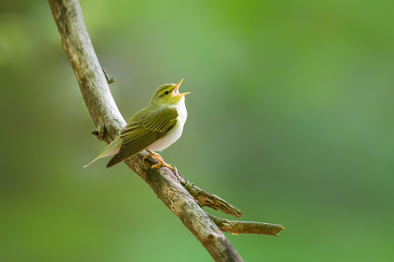 林莺(Phylloscopus sibilatrix)