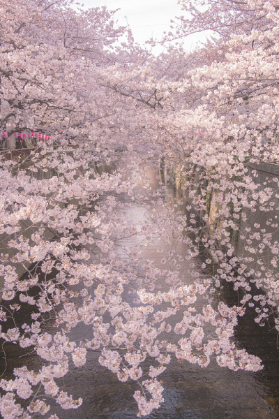 樱花河