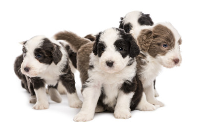 长胡子的柯利牧羊犬幼犬，6周大，坐在一起