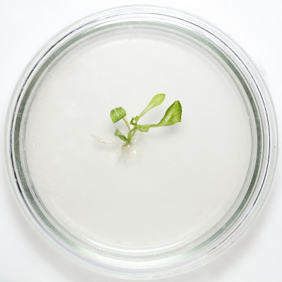 克隆植物的体外宏