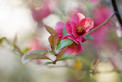 贴梗海棠开花