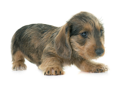 小铁丝毛腊肠犬