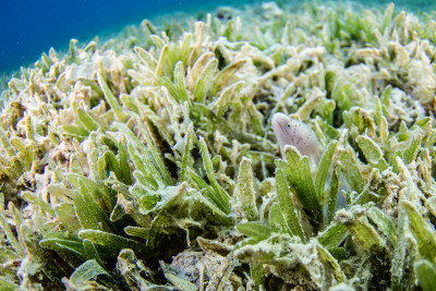 海草上的白色海鳗