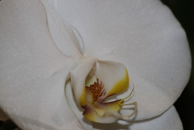 兰花的花