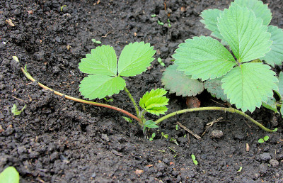 村里花园里的草莓。新植物在春天发芽。干净的嫩叶在土壤背景上