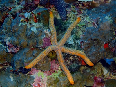 海星