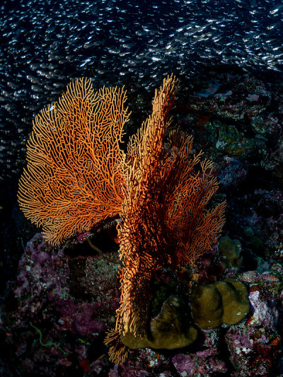 深蓝海洋下的海洋生物环境美景。