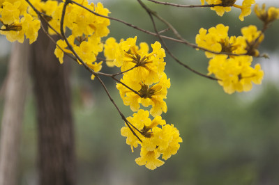 菊花(杰克)尼克尔斯
