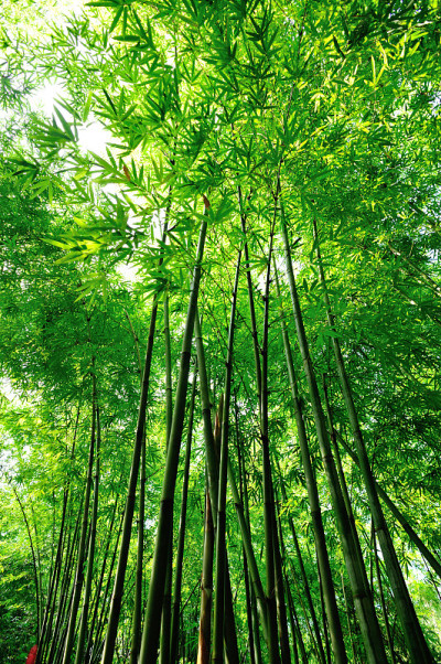 竹林