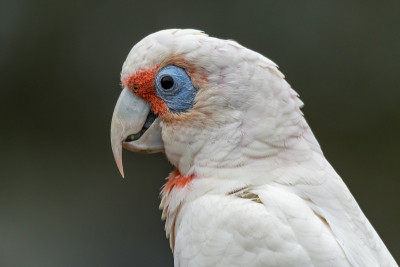 族Corella