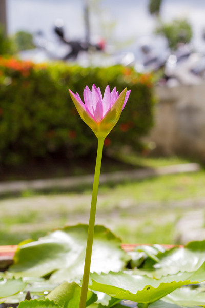 莲花