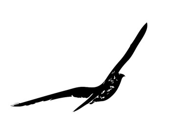 隼鹰