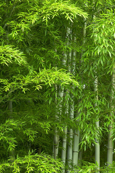 竹林