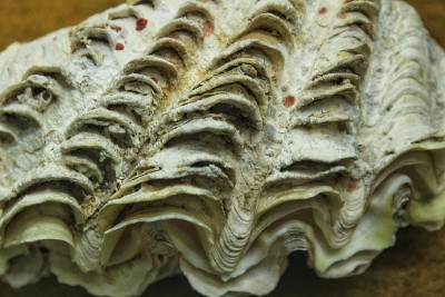 棕色背景上的彩色海贝。Tridacna Chametrachea