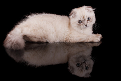 小猫
