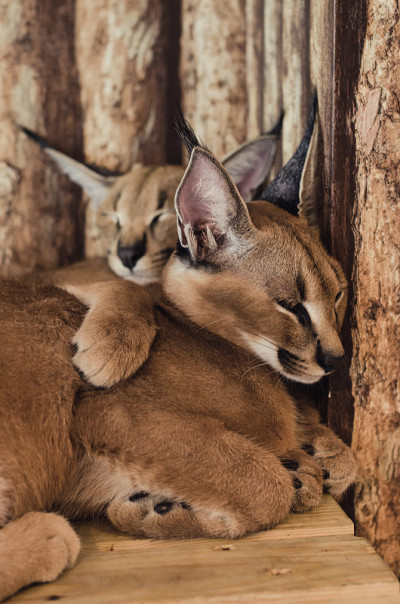 狞猫的猫