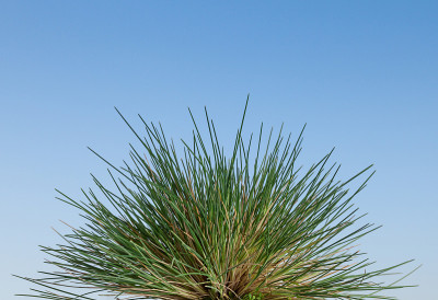 野草草丛
