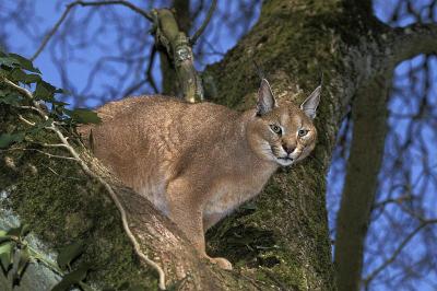 野猫，野猫，成年野猫站在树上