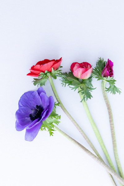 海葵冠状花